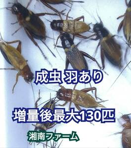 成虫羽あり100匹フタホシコオロギ 死着保障2割増量 リピーター様1割増量★一時保管用容器入★イエコオロギに比べ栄養価が高く遅鈍で低跳躍