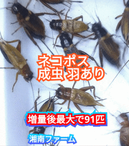 成虫羽あり70匹フタホシコオロギ 死着保障2割増量 リピーター様1割増量 (最大で91匹+α)★イエコオロギに比べ栄養価が高く遅鈍で低跳躍!