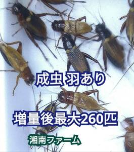 成虫羽あり200匹フタホシコオロギ 死着保障2割増量 リピーター様1割増量★一時保管用容器入★イエコオロギに比べ栄養価が高く遅鈍で低跳躍