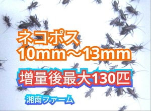 10～13㎜100匹フタホシコオロギ 死着保障2割増量 リピーター様1割増量 (最大で130匹+α)★イエコオロギに比べ栄養価が高く遅鈍で低跳躍!