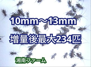 10～13㎜180匹フタホシコオロギ死着保障2割増量 リピーター様1割増量 ★一時保管用容器入★イエコオロギに比べ栄養価が高く遅鈍で低跳躍