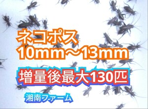 10～13㎜100匹フタホシコオロギ 死着保障2割増量 リピーター様1割増量 (最大で130匹+α) ★イエコオロギに比べ栄養価が高く遅鈍で低跳躍!