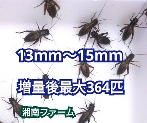 13～15㎜280匹フタホシコオロギ 死着保障2割増量 リピーター様1割増量 ★一時保管用容器入★イエコオロギに比べ栄養価が高く遅鈍で低跳躍