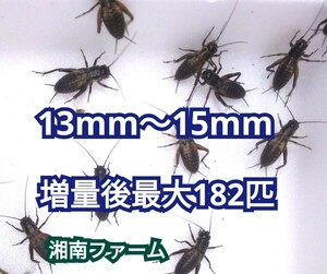 13～15㎜140匹フタホシコオロギ 死着保障2割増量 リピーター様1割増量 ★一時保管用容器入★イエコオロギに比べ栄養価が高く遅鈍で低跳躍