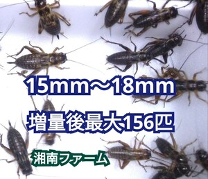 15～18㎜120匹フタホシコオロギ 送料 全国一律750円（但し北海道 九州 沖縄は1050円） ★イエコオロギに比べ栄養価が高く遅鈍で低跳躍