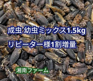 成虫 幼虫ミックス 1.5kg 冷凍 コオロギ 脚部除去済 ★リピーター様1割増量