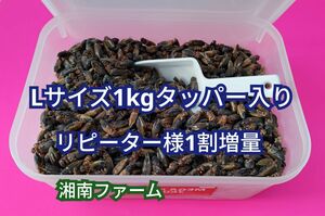 Lサイズ 1kg 冷凍 コオロギ 脚部除去済 ★リピーター様1割増量 タッパー入り 氷スコップ付き