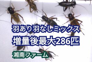 ミックス220匹フタホシコオロギ 死着保障2割増量 リピーター様1割増量 ★一時保管用容器入★イエコオロギに比べ栄養価が高く遅鈍で低跳躍