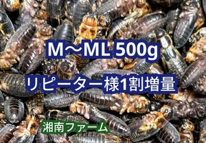 M～ML 500g冷凍 コオロギ 脚部除去済 ★リピーター様1割増量 冷凍保存用チャック袋入り