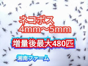 4～5㎜370匹フタホシコオロギ 死着保障2割増量 リピーター様1割増量 (最大で481匹+α) ★イエコオロギに比べ栄養価が高く遅鈍で低跳躍