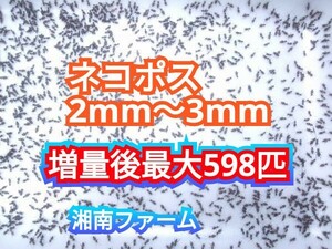 2～3㎜460匹初令フタホシコオロギ 死着保障2割増量 リピーター様1割増量 (最大で598匹+α) ★イエコオロギに比べ栄養価が高く遅鈍で低跳躍