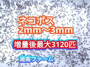 2～3㎜2400匹初令フタホシコオロギ 死着保障2割増量リピーター様1割増量 (最大で3120匹+α) ★イエコオロギに比べ栄養価が高く遅鈍で低跳躍