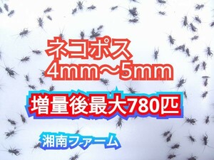 4～5㎜600匹フタホシコオロギ 死着保障2割増量 リピーター様1割増量 (最大で780匹+α) ★イエコオロギに比べ栄養価が高く遅鈍で低跳躍