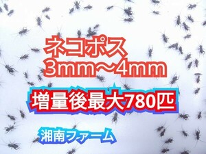 3~4.600 шт крышка ho sikoorogi. надеты гарантия 2 сломан больше количество повторный покупатель sama 1 сломан больше количество ( максимальный .780 шт +α) *i eko orogi в сравнении питание стоимость . высота .... низкий ..