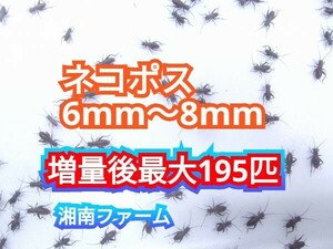 6～8㎜150匹フタホシコオロギ 死着保障2割増量 リピーター様1割増量 (最大で195匹+α) ★イエコオロギに比べ栄養価が高く遅鈍で低跳躍