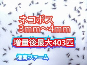 3～4㎜310匹フタホシコオロギ 死着保障2割増量 リピーター様1割増量 (最大で403匹+α) ★イエコオロギに比べ栄養価が高く遅鈍で低跳躍