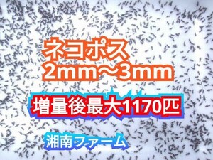 2～3㎜900匹初令フタホシコオロギ 死着保障2割増量 リピーター様1割増量 (最大で1170匹+α) ★イエコオロギに比べ栄養価が高く遅鈍で低跳躍