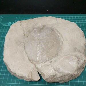 52001ウニ化石　心形目　スパタングス科　中新世　スペイン産