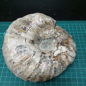 52009 北海道中川町産　アンモナイト　14cm×12cm