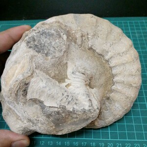 52024 アンモナイト　側面にカキ類が着床　化石　コリグノニセラス科　白亜紀後期　ペルー産