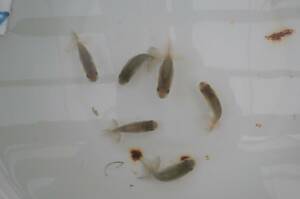 .. goldfish market No.45 kind fish ~ research .6 tail 