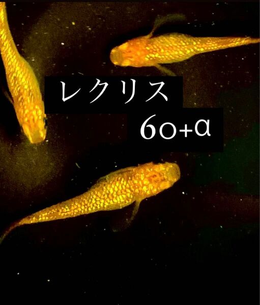 レクリス　有精卵　60+α ラメメダカ　めだか　卵