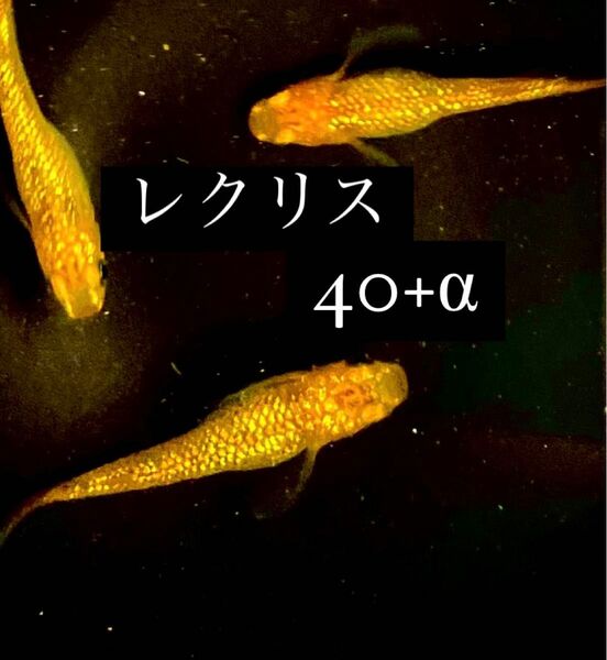 レクリス　有精卵　40+α ラメメダカ　めだか　卵