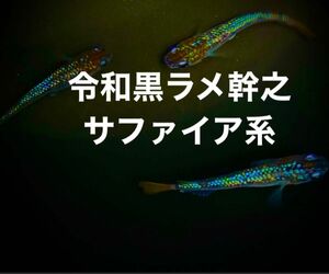 令和黒ラメ幹之サファイア系　40+α めだか　卵