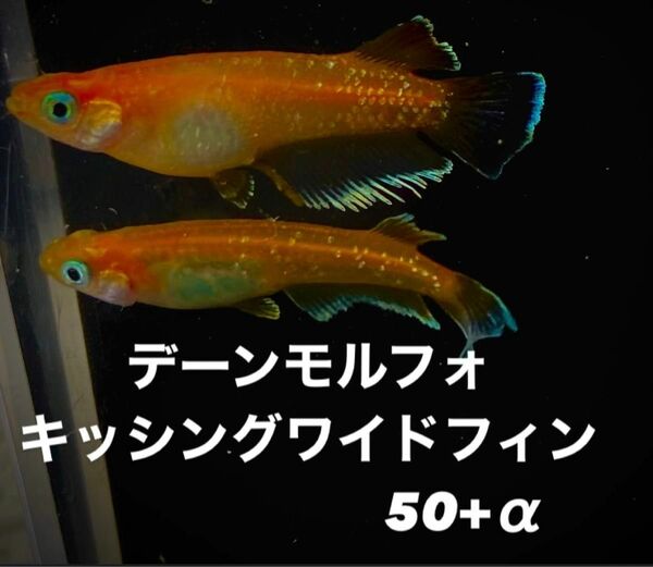 デーンモルフォキッシングワイドフィン　50+α めだか　卵