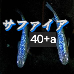 【増量中】サファイア　有精卵40+a　めだか卵