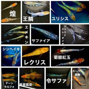 高級メダカ　ミックス　50個　(補償分含む) めだか　卵