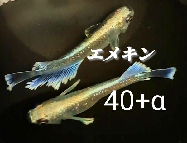 エメキン　40+α　メダカ卵