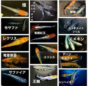 高級メダカミックス　50個【補償分含む】　メダカ卵