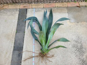 アガベ アメリカーナ ⑨ 根～葉先 約75cm アオノリュウゼツラン agave