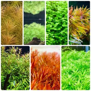 水草セット　7種類 水中葉　無農薬　無害虫