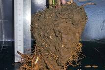 地下茎の層が約１０cm有地下茎の厚さが勝負