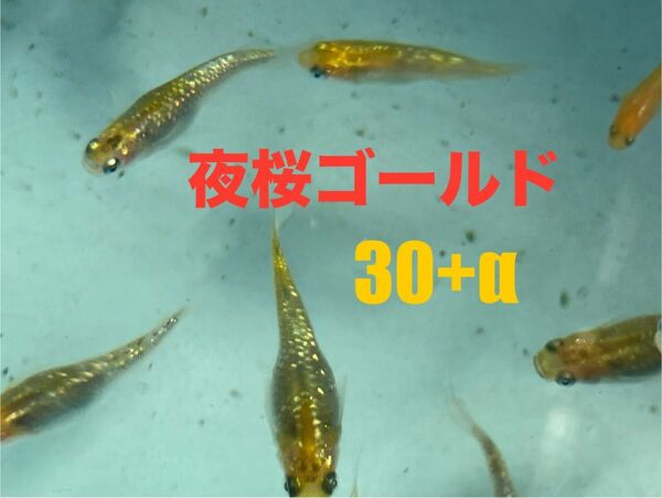 夜桜ゴールド　有精卵　30+α