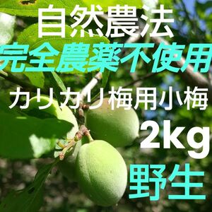 カリカリ梅用 完全無農薬(自然農法)手掴み小梅 2kg 