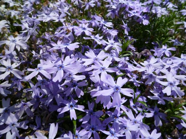 芝桜苗【エメラルドクッションブルー10ポット】ガーデニングにピッタリのお花