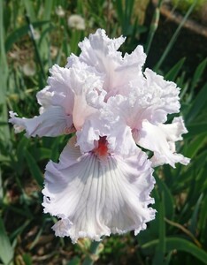  german Iris ②