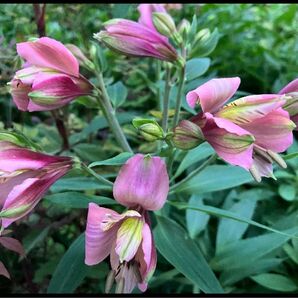 20個 アルストロメリア 球根