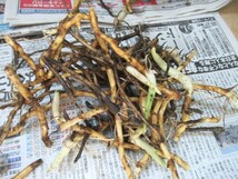 ② みょうが地下茎苗 150ｇ位　茗荷の地下茎　ミョウガの苗無農薬 ★ 送料１８５円_画像7