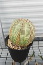 ユーフォルビア オベサ / Euphorbia obesa 3_画像3