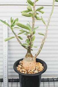 pakipotiumsakyu renta car m/ Pachypodium Succulentum 2