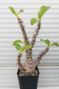 パキポディウム ウィンゾリー 原種 / Pachypodium windsorii