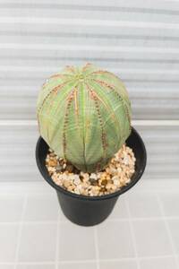 ユーフォルビア オベサ / Euphorbia obesa 5