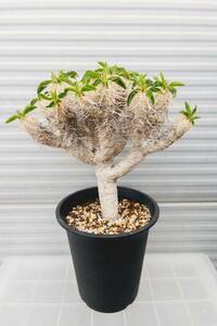 ユーフォルビア ギラウミニアナ / Euphorbia guillauminiana 2