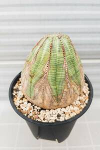  You fo ruby blue besa extra-large / Euphorbia obesa 4