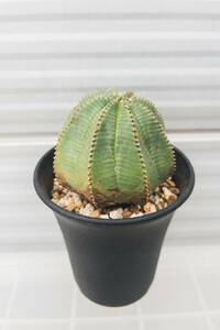 ユーフォルビア オベサ / Euphorbia obesa 6