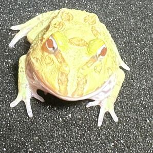 【Bears Frog】クランウェルツノガエル ライムグリーン ①の画像4